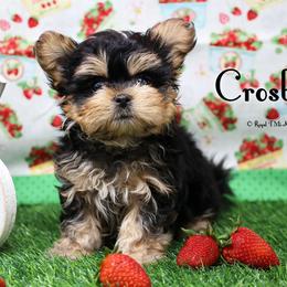 Crosby - Black male Mi-Ki puppy in Elizabeth, Colorado from Royal T Mi-Kis