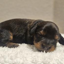 Boy 1 - Red male Dachshund puppy in Pasco, Washington from Loyal Lil Dachshunds