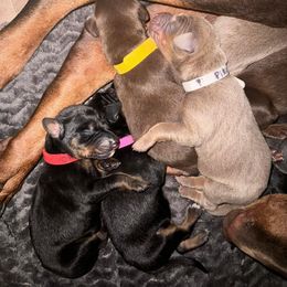 Doberman Pinscher Puppies from Aaliyah’s Dobies