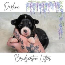 Daphne- Fluffy - Black and white female American Corgi puppy in Greenwood, Indiana from Witch Creek Corgis