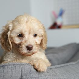Purple - Caramel cream female Australian Labradoodle puppy in Williamstown, New York from Lewis Manor Labradoodles