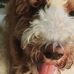 Reggie - Parti Goldendoodle puppy in Longview, Washington from Goldensky Doodles