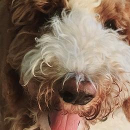 Reggie - Parti Goldendoodle puppy in Longview, Washington from Goldensky Doodles