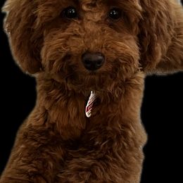 Poodles from Imperial Poodles LLC