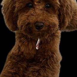 Poodles from Imperial Poodles LLC