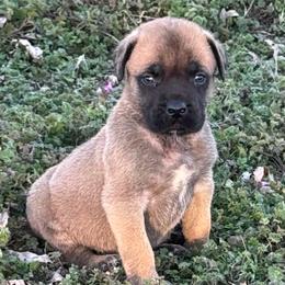 Neil Down - Fawn male Mastiff puppy in Carthage, Missouri from Mama’s Mastiffs