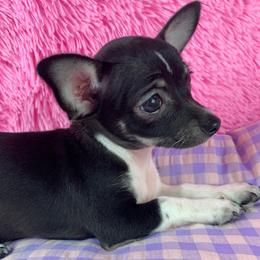 Lavender - Black and white female Chihuahua puppy in Sugar Grove, Virginia from Kim's Chi babies from Place of Grace