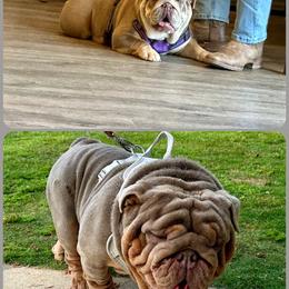 Bulldog puppies from Blues City Bulldogs