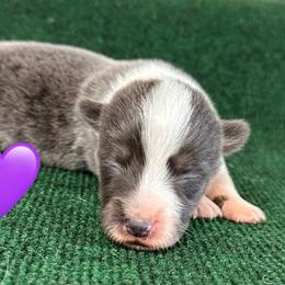 Zelda - Blue female Pembroke Welsh Corgi puppy in Hico, Texas from Chisholm Trail Kennels