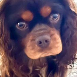 Simon (Hershey ) - Cavalier King Charles Spaniel