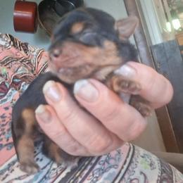 Kia - Black and tan female Yorkshire Terrier puppy in Jacksonville, Arkansas from Royal Yorkie Terrier