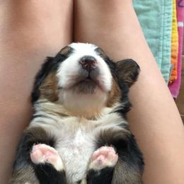  Puppies from Brooks Berner Bears