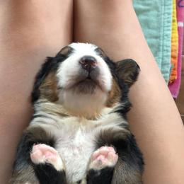  Puppies from Brooks Berner Bears