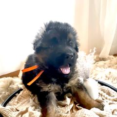 Boy 1 - German Shepherd puppy in Saint Louis, Michigan from drei Stränge German Shepherds