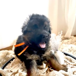 Boy 1 - German Shepherd puppy in Saint Louis, Michigan from drei Stränge German Shepherds