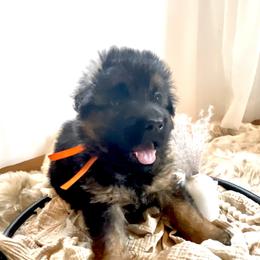 Boy 1 - German Shepherd puppy in Saint Louis, Michigan from drei Stränge German Shepherds