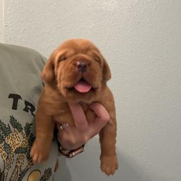 Patriot (Blue) - Yellow male Labrador Retriever puppy in Cantonment, Florida from Deep South Labrador Retrievers LLC
