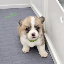 Ruby - Red female Pembroke Welsh Corgi puppy in Yulee, Florida from Pembroke Welsh Corgis at Belle Haven