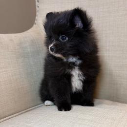 Burlin - Black male Pomeranian puppy in Phoenix, Arizona from Luxpomz