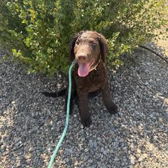 Curly-Coated Retriever Puppies from Betacoil Curly Coated Retrievers