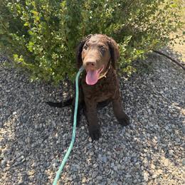 Curly-Coated Retriever Puppies from Betacoil Curly Coated Retrievers