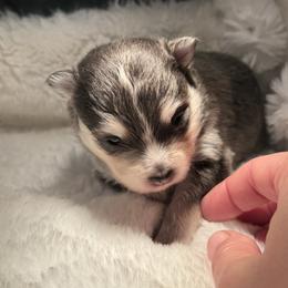 Girl 1 - Blue female Pomsky puppy in Michigan from Blue Water Pomskies