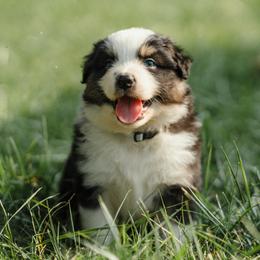Boy 3 - male Australian Shepherd puppy in Albany, Indiana from Hughes Heritage Aussies