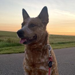 Australian Cattle Dogs from EJC Australian Cattle Dogs