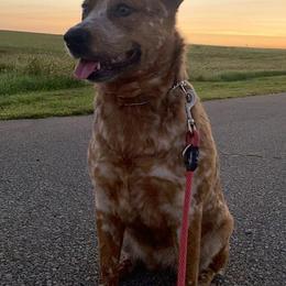 Australian Cattle Dogs from EJC Australian Cattle Dogs