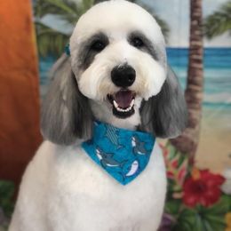 Goldendoodles, Poodles, and Sheepadoodles from Brewer's Goldendoodles & Sheepadoodles