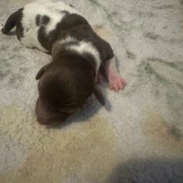Girl 2 - Chocolate and cream female Dachshund puppy in Brandon, Florida from Knights Dachshunds