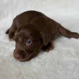 Kohi - Chocolate male Dachshund puppy in Duncanville, Alabama from Bear Creek Dachshunds