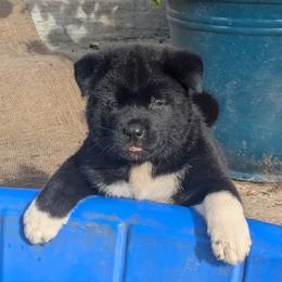 Akita Puppies from Akita Kai Magic