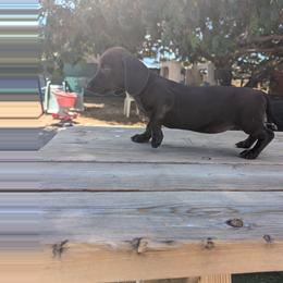 Black female - Black female Dachshund puppy in Phelan, California from Elite Parson Russells