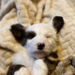 Sheepadoodle Puppies from River City Doodles TN
