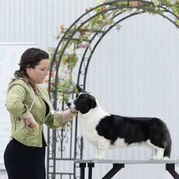 Cardigan Welsh Corgi Puppies from Espuela Cardigan Welsh Corgis