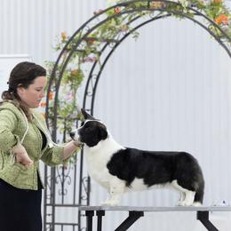 Cardigan Welsh Corgi Puppies from Espuela Cardigan Welsh Corgis