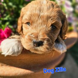 Dogzilla - Golden male Cockapoo puppy in Indiahoma, Oklahoma from Phamily Doodles