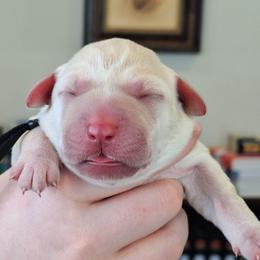 Text Me - Yellow female Labrador Retriever puppy in Martinsburg, West Virginia from Fetching Labrador Retrievers