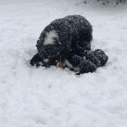 Australian Shepherd and Collie Puppies from Nicara kennel