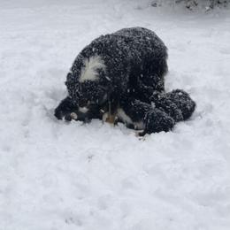 Australian Shepherd and Collie Puppies from Nicara kennel