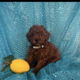 Max - Red  male Poodle puppy in Anaheim, California from SoCal Toy Poodles