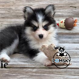 Jessie - Black and white female Pomsky puppy in Eastman, Georgia from Once Upon A Pomsky