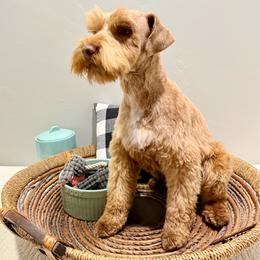 Rio - Miniature Schnauzer