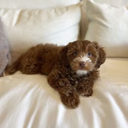 Goldendoodle Puppies from Proctor’s Petite Goldendoodles