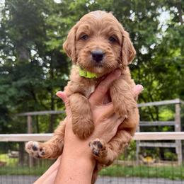 Boy 1 - Red male Bernedoodle puppy in Milford, Ohio from Doodle Duo