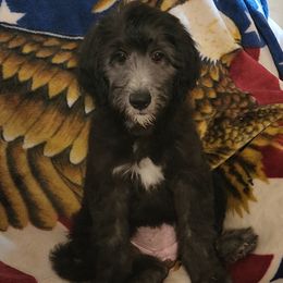 Goldendoodle Puppies from Country Pups Doodles