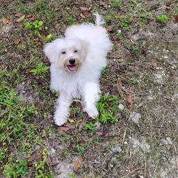Memphis Belle - White female Havanese puppy in Gainesville Ocala, Florida from Curly Que Standard Poodles and Havanese
