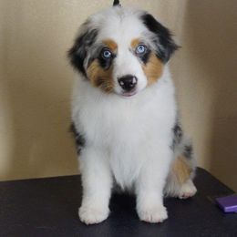 Oliver - Miniature American Shepherd
