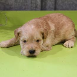 Kirk - Cream male Whoodle puppy in West Bend, Iowa from Blue Skies Terriers